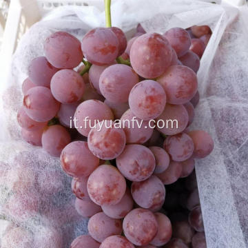 Red flower grape new crop purple skin